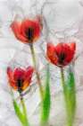 Tulips in ice Art Print